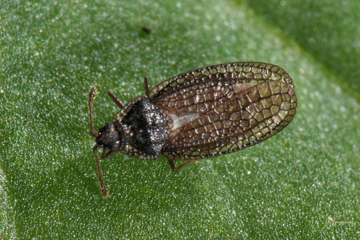 Tingidae:  Acalypta sp.? No, Campylosteira verna